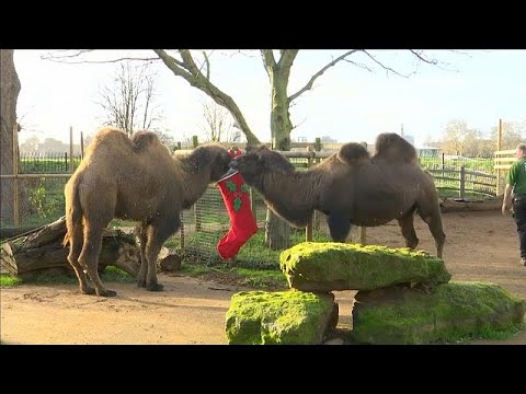 شاهد وجبات وهدايا مُميزة لنزلاء حديقة حيوانات في لندن